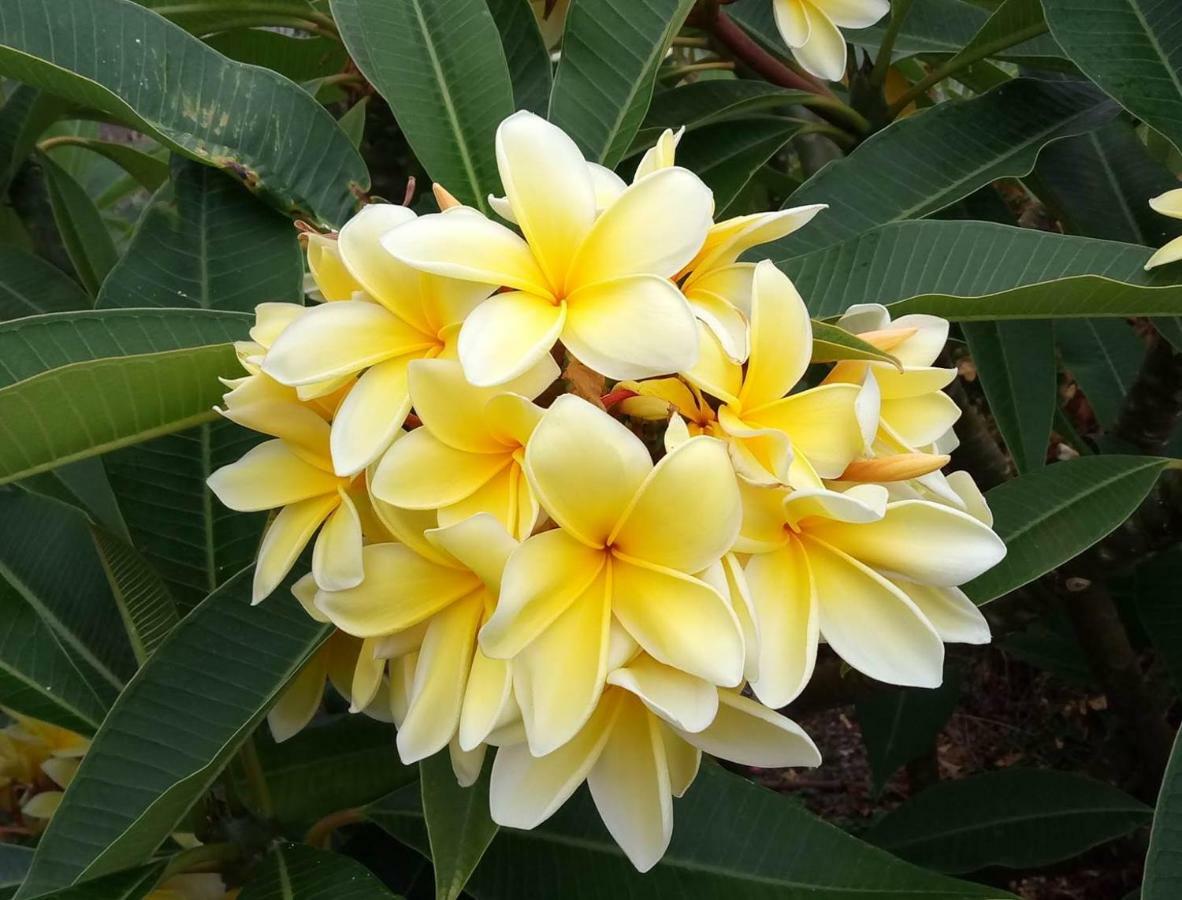 Gomera Garden. Vista Mar Altozano エルミグア エクステリア 写真